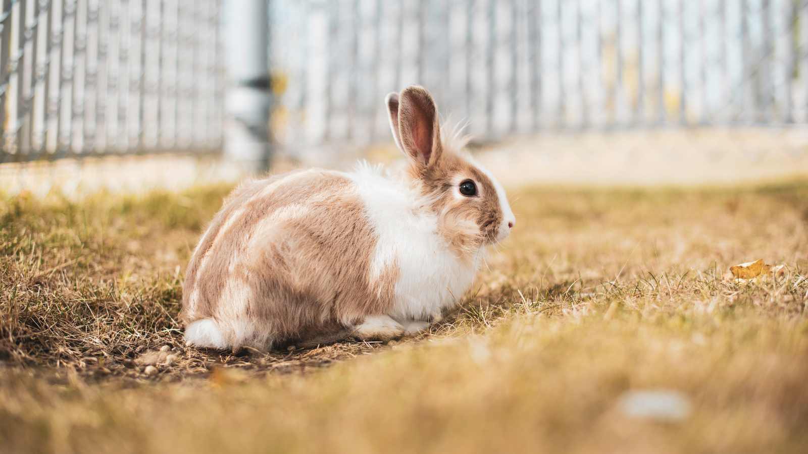 Rabbit outdoor