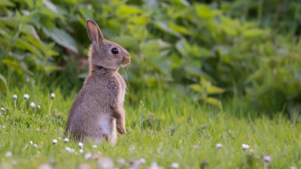 Rabbit playing outdoor