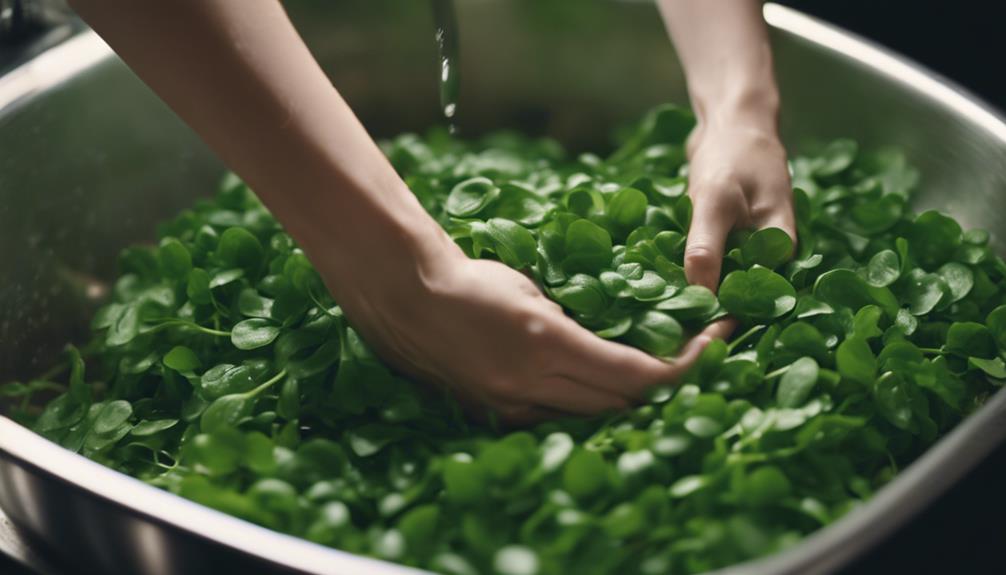 washing fresh watercress leaves